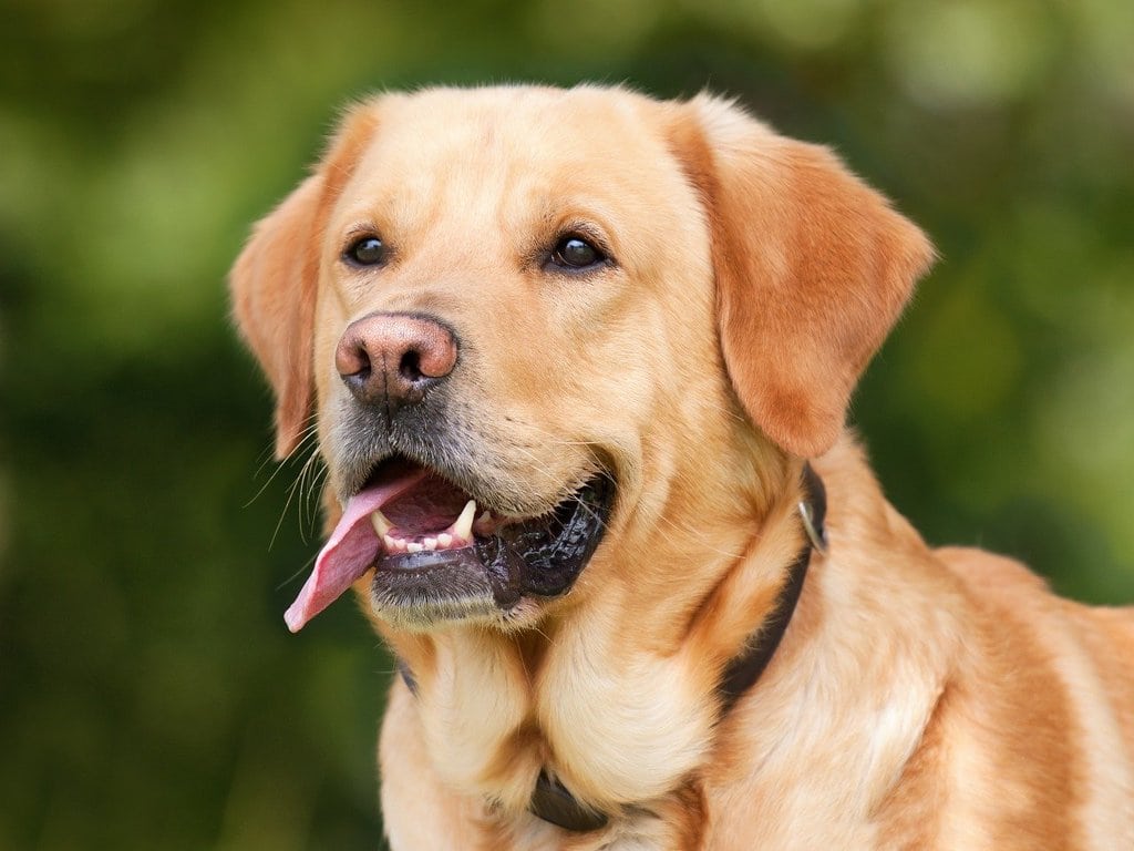 Découvrir le métier d'éducateur canin et ses défis